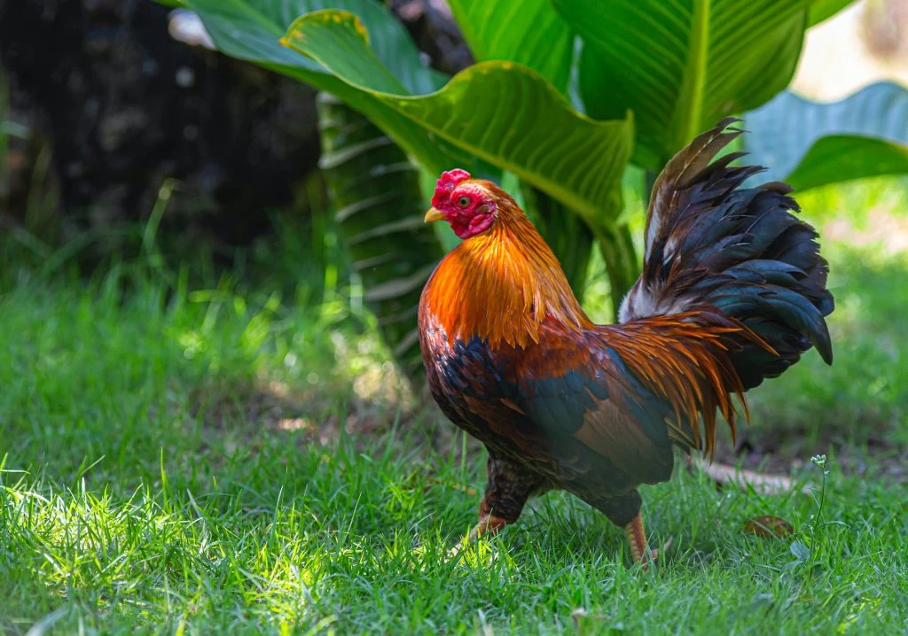 red and black rooster on green grass