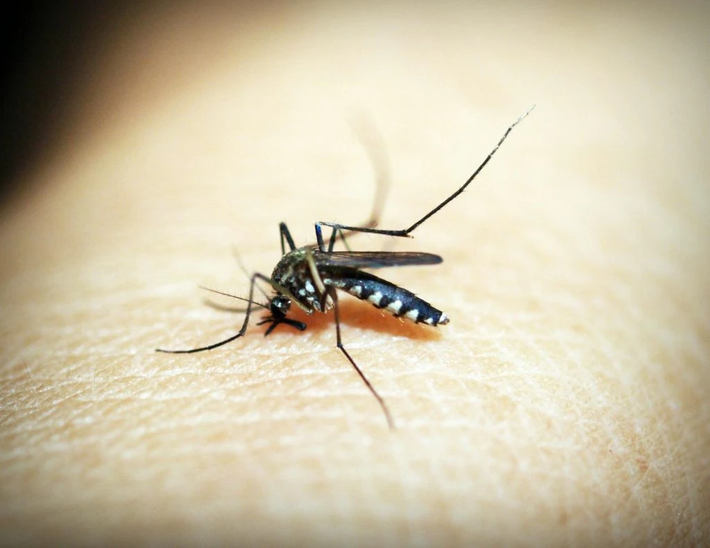black mosquito on person s skin