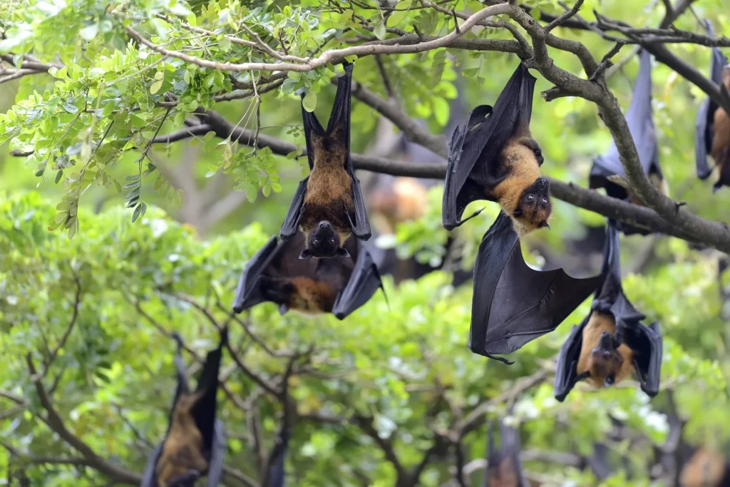 black-flying-foxes-hanging-in-tree-min