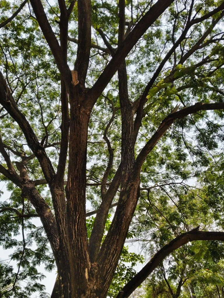majestic tree canopy under clear sky